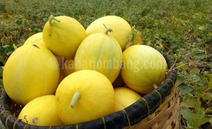 buah golden di musim kemarau petani untung besar