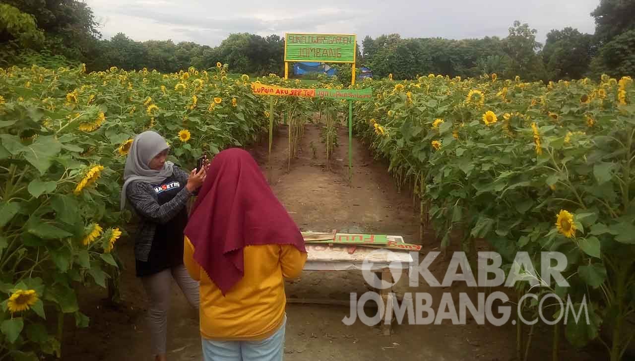 Sun Flower Garden Wisata Flora Yang Hiasi Kota Santri Jombang Kabar Jombang