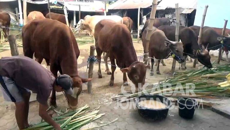 Jelang Idul Adha, Harga Hewan Sapi di Jombang Naik | Kabar Jombang