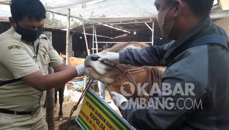 Sidak Hewan Kurban, Dinas Peternakan Temukan 2 Sapi Sakit Diare | Kabar ...