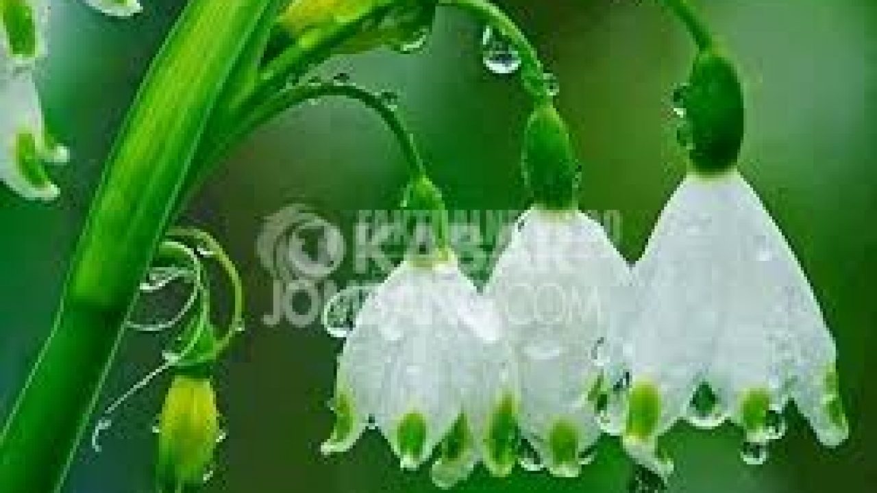 Inilah Khasiat Air Embun Pagi Untuk Kesehatan Kabar Jombang