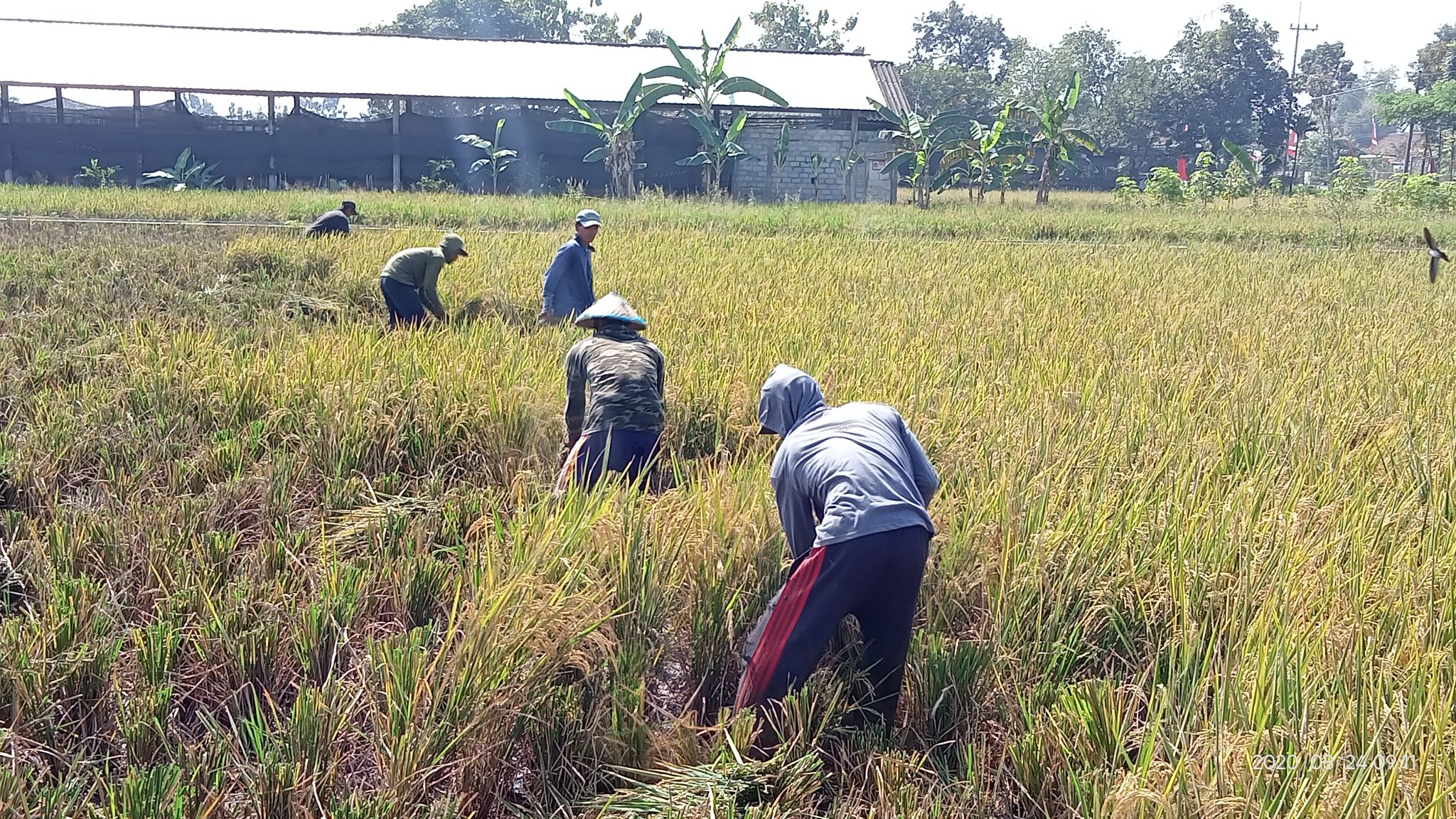 Diserang Hama Wereng Hasil Panen Padi di Bareng Anjlok 