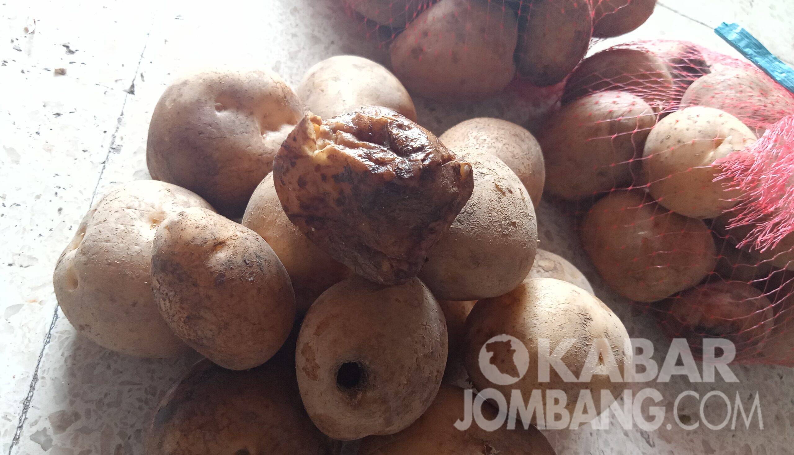 KPM Jombang terima kentang busuk