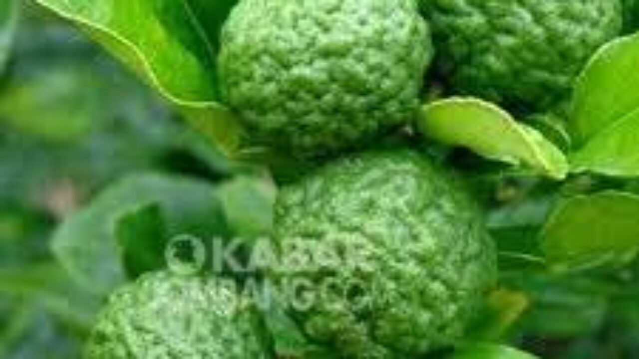 Yuk Lihat Manfaat Daun Jeruk Purut Untuk Kecantikan 