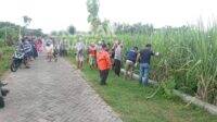 Polisi melakukan olah TKP di kebun tebu lokasi penemuan mayat perempuan tanpa identitas di Mojowarno, Jombang. (Istimewa)