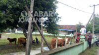 Hewan ternak milik warga desa Gondangmanis Kabupaten Jombang diungsikan agar tidak terkena banjir. KabarJombang.com/Diana Kusuma/