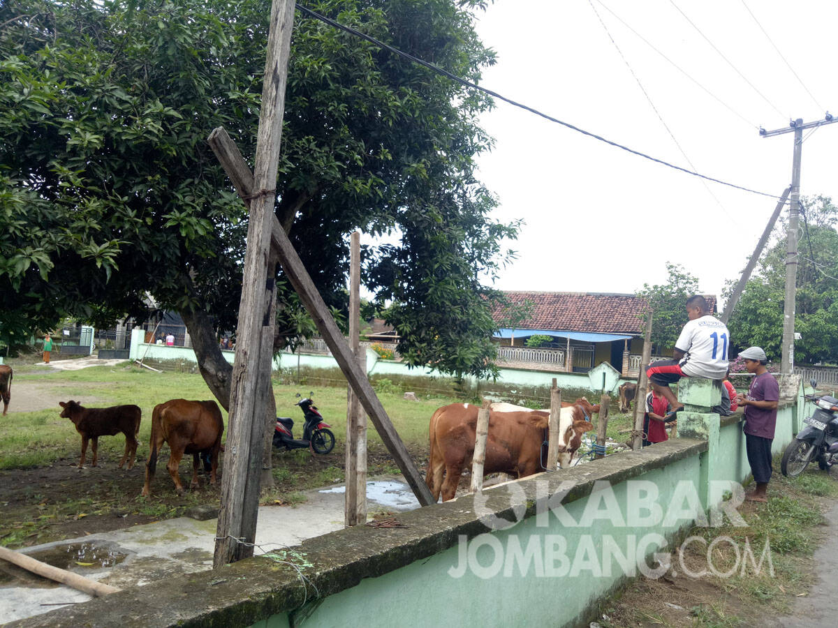 Hewan ternak milik warga desa Gondangmanis Kabupaten Jombang diungsikan agar tidak terkena banjir. KabarJombang.com/Diana Kusuma/