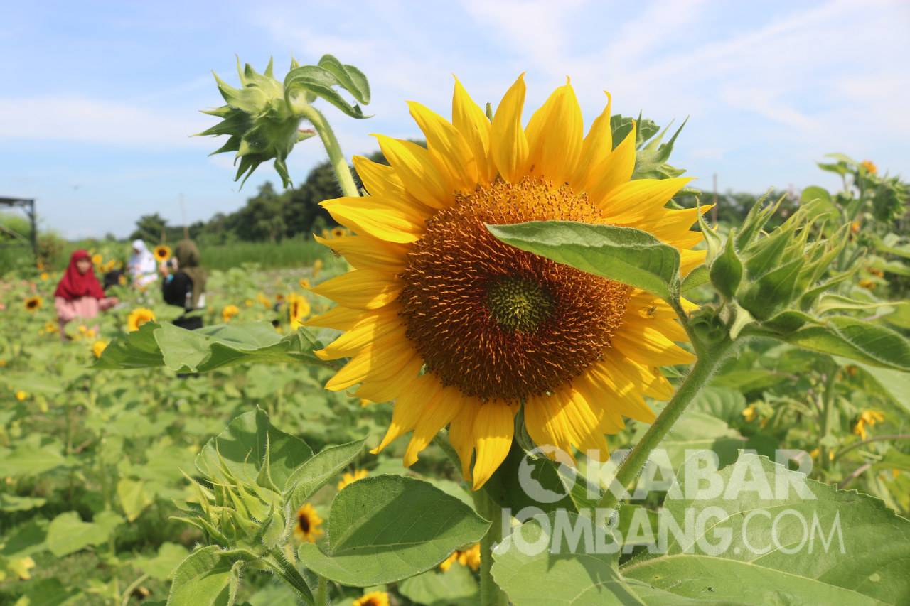 Sun Flower Garden, Kecamatan Kudu, Kabupaten Jombang
