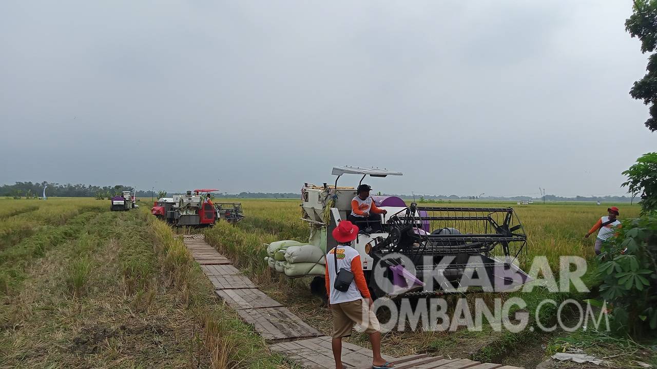 Panen raya di Kabupaten Jombang/kabarJombang.com/Daniel Eko