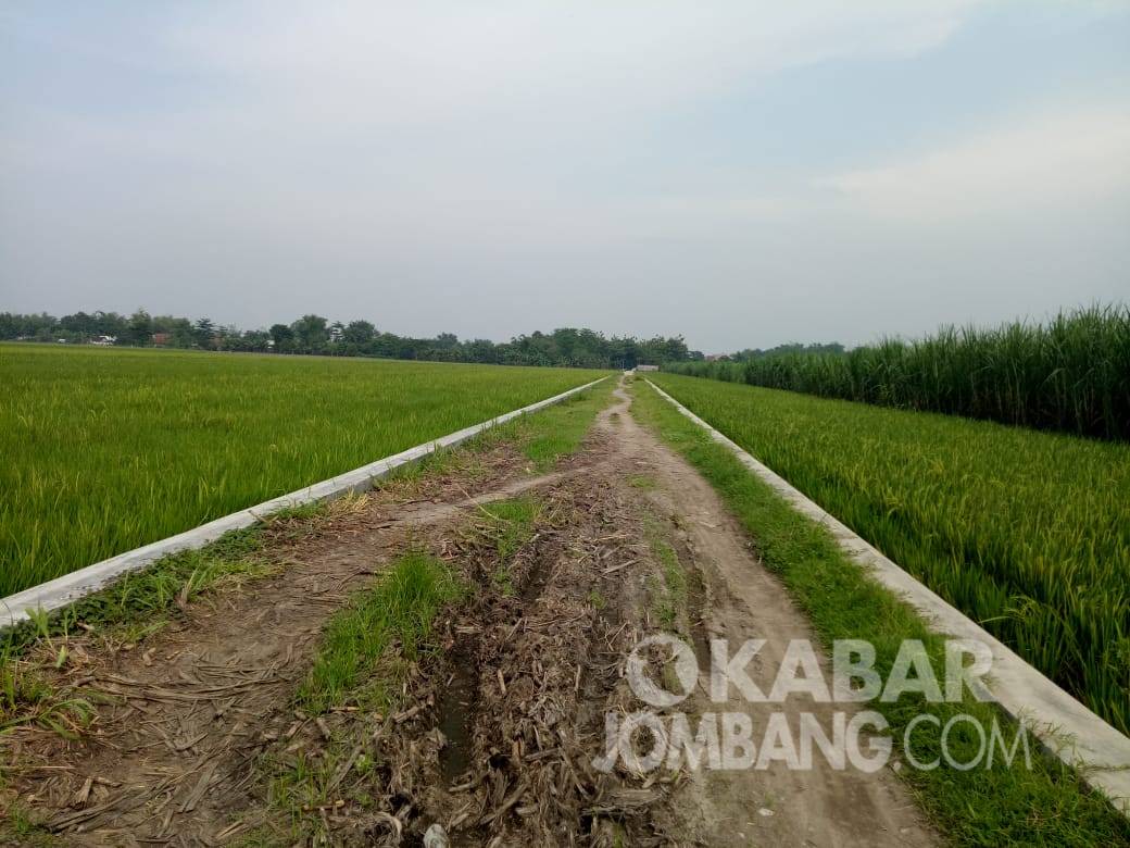 Tembok penahan jalan di Desa Tugusumberjo, Kecamatan Peterongan, Kabupaten Jombang. KabarJombang.com/Diana Kusuma/