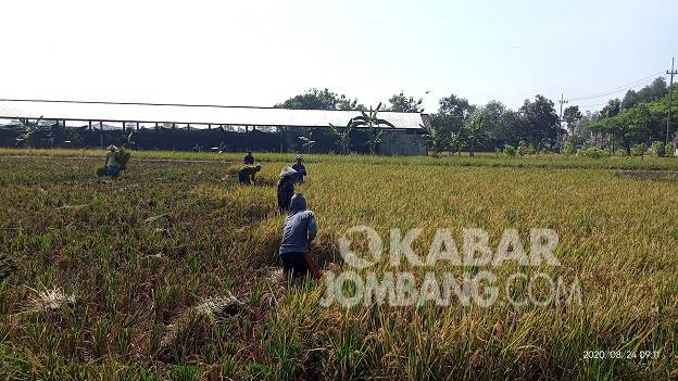 Panen padi yang dilakukan para petani di Bareng. KabarJombang.com/Daniel Eko/