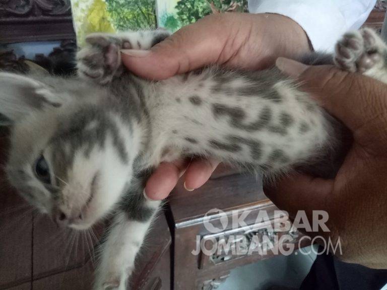 Unik, Kucing di Jombang Bertuliskan Lafadz Tauhid | Kabar Jombang