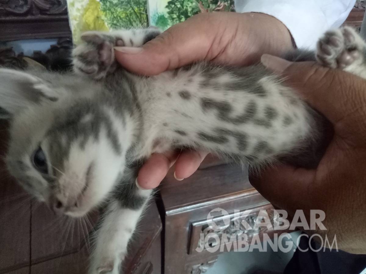 Kucing milik warga Dusun Beyan, Desa Pandanwangi, Kecamatan Jombang, bertuliskan kalimat tauhid. KabarJombang.com/Diana Kusuma/