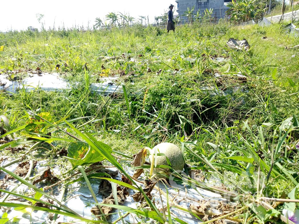 Tanaman melon di Desa Plosogenuk, Kecamatan Perak, Kabupaten Jombang, gagal panen. KabarJombang.com/Diana Kusuma/