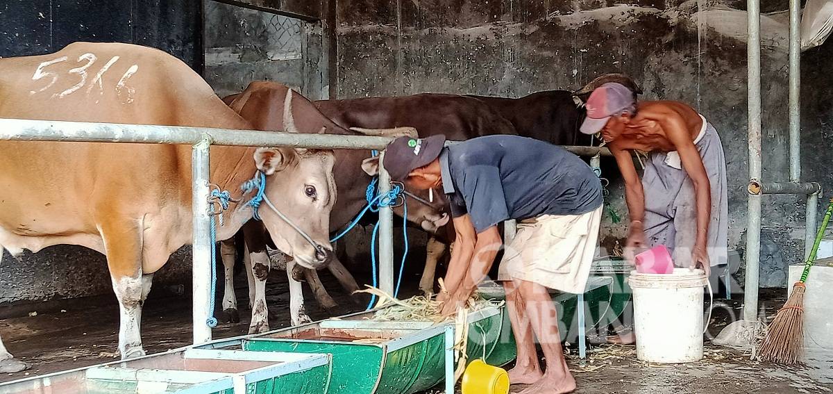 Peternakan sapi di Desa Kepuh Kembeng, Kecamatan Peterongan, Kabupaten Jombang. KabarJombang.com/M Faiz H/
