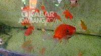 Ikan hias jadi buruan warga di Jombang selama pandemi. KabarJombang.com/Diana Kusuma Negara/