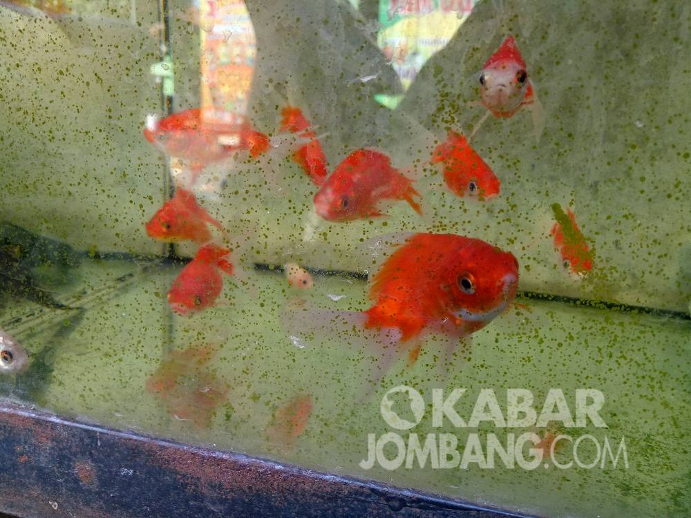 Ikan hias jadi buruan warga di Jombang selama pandemi. KabarJombang.com/Diana Kusuma Negara/
