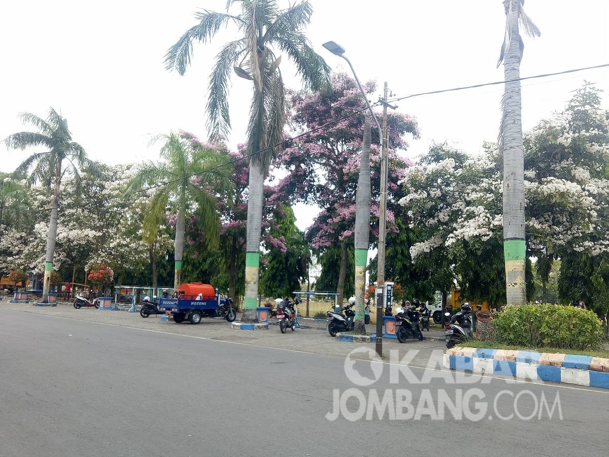 Bunga Tabebuya di Alun-alun Jombang bermekaran, jadi tempat foto Instagramable. Kabarjombang.com/Diana Kusuma/