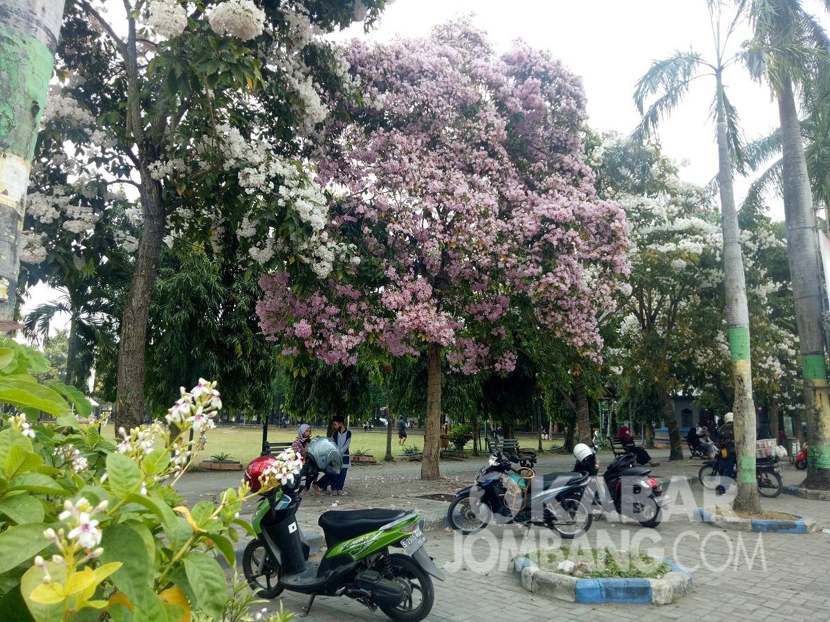 Potret keindahan bunga Tabebuya di alun-alun Kabupaten Jombang, Rabu (8/9/2021). KabarJombang.com/Diana Kusuma/