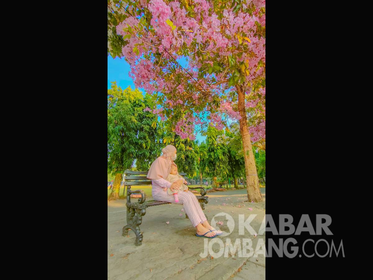 Bunga Tabebuya di Alun-alun Jombang bermekaran, jadi tempat foto Instagramable. Kabarjombang.com/Diana Kusuma/