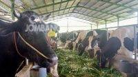 Tampak sejumlah sapi perah milik Tunari, usai dipleret susunya dan dimandikan, Minggu (31/10/2021). Kabar Jombang.com/Fa'iz/