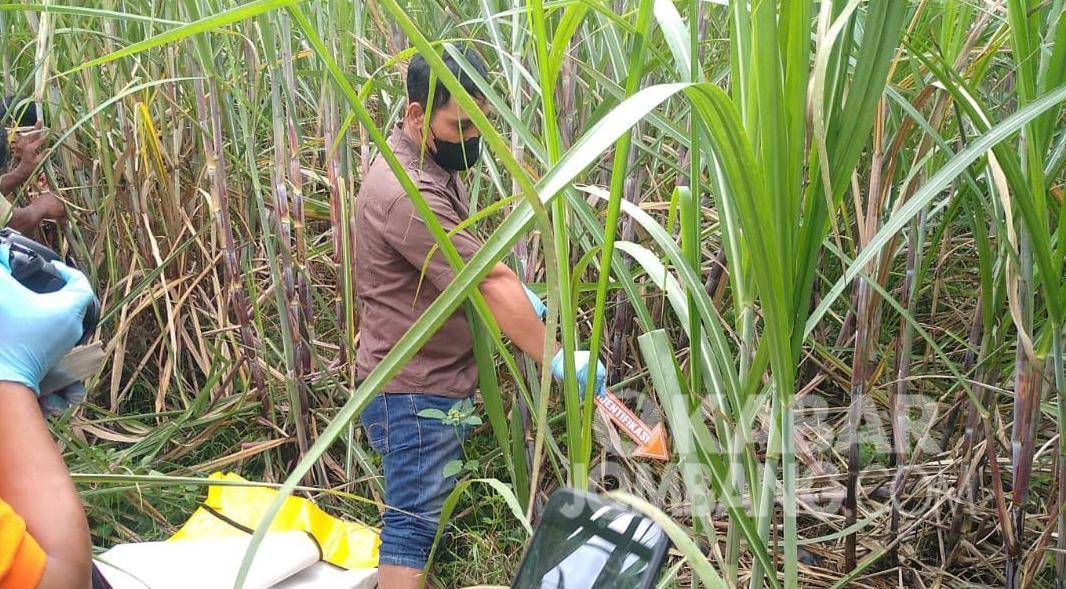 Olah TKP penemuan mayat telanjang di kebun tebu Dusun Tebon, Desa Kayangan, Kecamatan Diwek, Kabupaten Jombang.