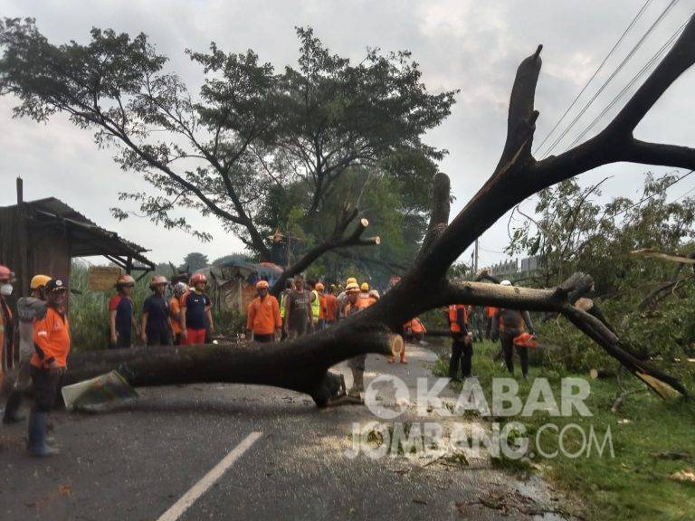 Hujan Disertai Angin Kencang Sejumlah Pohon Di Jombang Tumbang Kabar Jombang