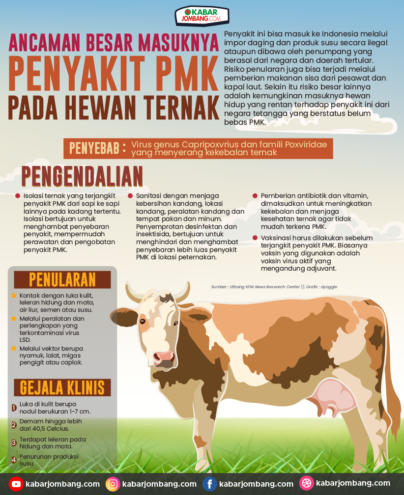 Infografis Ancaman Besar Masuknya Penyakit PMK Pada Hewan Ternak