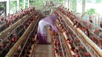 Peternak ayam di Jombang