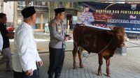 Sapi kurban Kapolda Jatim