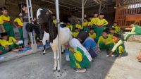 Mapan Farm Jombang