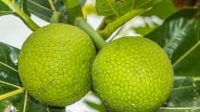 sukun buah