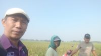 wereng