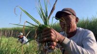 Petani di Desa Keras, Diwek, Jombang saat memanen bawang merah Petani di Desa Keras, Diwek, Jombang saat memanen bawang merah
