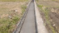 sawah