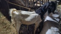 Barang bukti upaya pencurian seekor kambing milik warga Barang bukti upaya pencurian seekor kambing milik warga