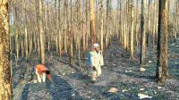 Hutan terbakar