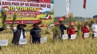 Panen raya padi GP 65 Bogor di Dusun Kedungpring, Bareng, Jombang. (Kevin Nizar) Panen raya padi GP 65 Bogor di Dusun Kedungpring, Bareng, Jombang. (Kevin Nizar)