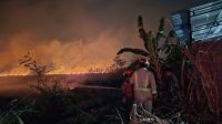 Momen upaya tim Pemadam Kebakaran memadamkan api yang membakar lahan tebu di Diwek Momen upaya tim Pemadam Kebakaran memadamkan api yang membakar lahan tebu di Diwek