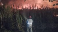 Lahan tebu terbakar