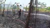 Upaya tim Damkar memadamkan api yang membakar lahan di Sengon Upaya tim Damkar memadamkan api yang membakar lahan di Sengon