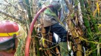 Upaya tim pemadam ketika berusaha memadamkan api yang membakar rumpun bambu di Peterongan Upaya tim pemadam ketika berusaha memadamkan api yang membakar rumpun bambu di Peterongan